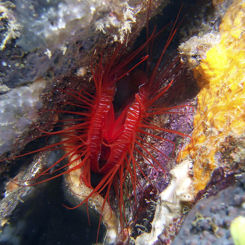 Ctenoides ales